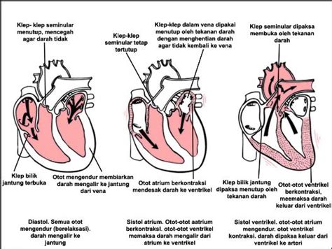 tekanan sistol  Selama sistol, darah mendorong dari bilik jantung ke aorta dan arteri pulmonalis